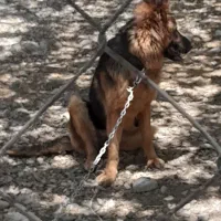 سگ ژرمن نر