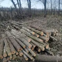 خرید فروش‌چوب صنوبر و جنگلی