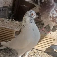 کفتر