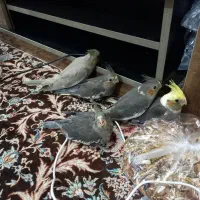 جوجه عروس هلندی