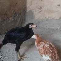 جوجه لاری
