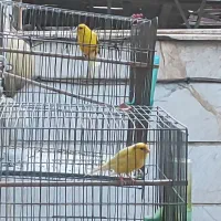 دوعددقناری نر رسمی شلاقی بخون