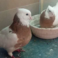 کبوتر طوقی زردخال سیاه