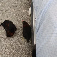 مرغ لهستانی جوجه خروس ۵ ماهه