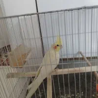 عروس هلندی مولد