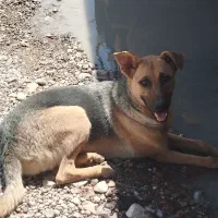 واگذاری سگ ژرمن ماده