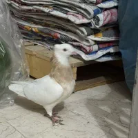 کفتر