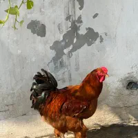 مرغ و خروس قوغاز