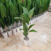 گلدان پرنده بهشتی ۱۲۰ سانتی اک