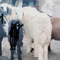 فروش بره نر