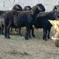 قصاب و سلاخ درب منزل سیار کل تهران