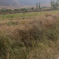 مشارکت و اجاره گاوداری
