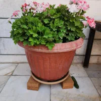 گل شمعدانی اژدر بادوام