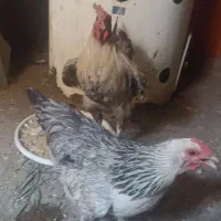 سلام،خروس،دورگه،ومرغ،پرپابرهما