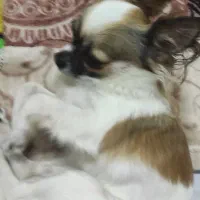 شیواوا اصل