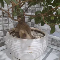 بنسای|گل و گیاه طبیعی|تهران, جنتآباد شمالی|دیوار