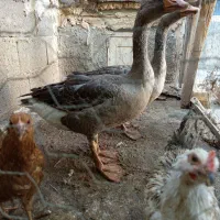 دو عدد غاز 6ماهه