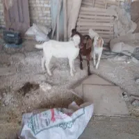 کره ماده(بزغاله) ندوشنی