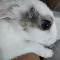 خرگوش چشم خاکستری