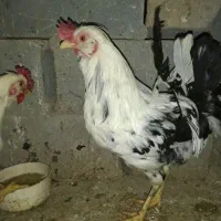 خروس|حیوانات مزرعه|شهرکرد, |دیوار