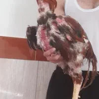 خروس لاری