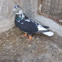 ماده سوسکی دم سفید