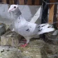 سار کاکلی نر وجوجه سار