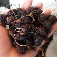 گیلاس خشک کشته گیلاس کلی