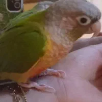 طوطی کوتوله(گرینچک)