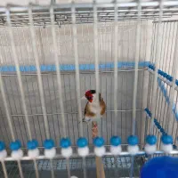 سره متولدقفس