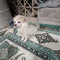سگ پامر