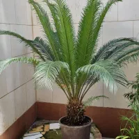 سیکاس دوازده ساله