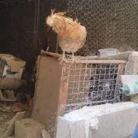 سلام خروس فروشی 600