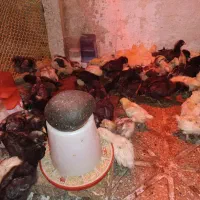 جوجه های زینتی و گوشتی