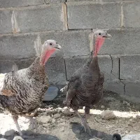 بوقلمون باجوجه