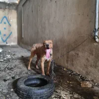 سگ میکس پیتبول باکسر