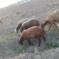 بره نر|حیوانات مزرعه|اردبیل, |دیوار