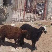 گوسفند