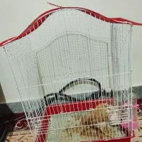 جوجه محلی و قفس