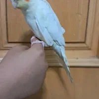 عروس هلندی جفت با جوجه ۵ ماهه دستی