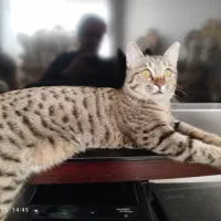 واگذاری گربه