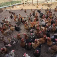 مرغ تخمگذار گلپایگان