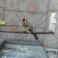 سره قناری عروس