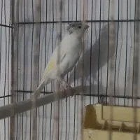 قناری ماده اماده