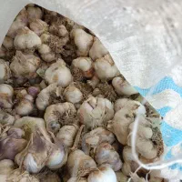 سیر تازه