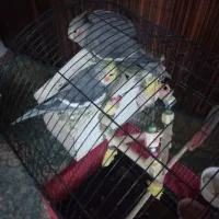 عروس هلندی