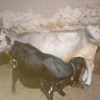 گاومحلی درجه یک