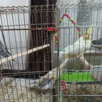 عروس هلندی