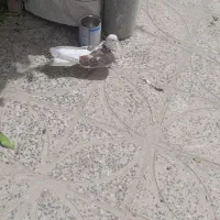 دوکت تهرانی