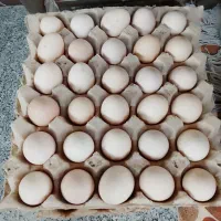 تخم مرغ محلی